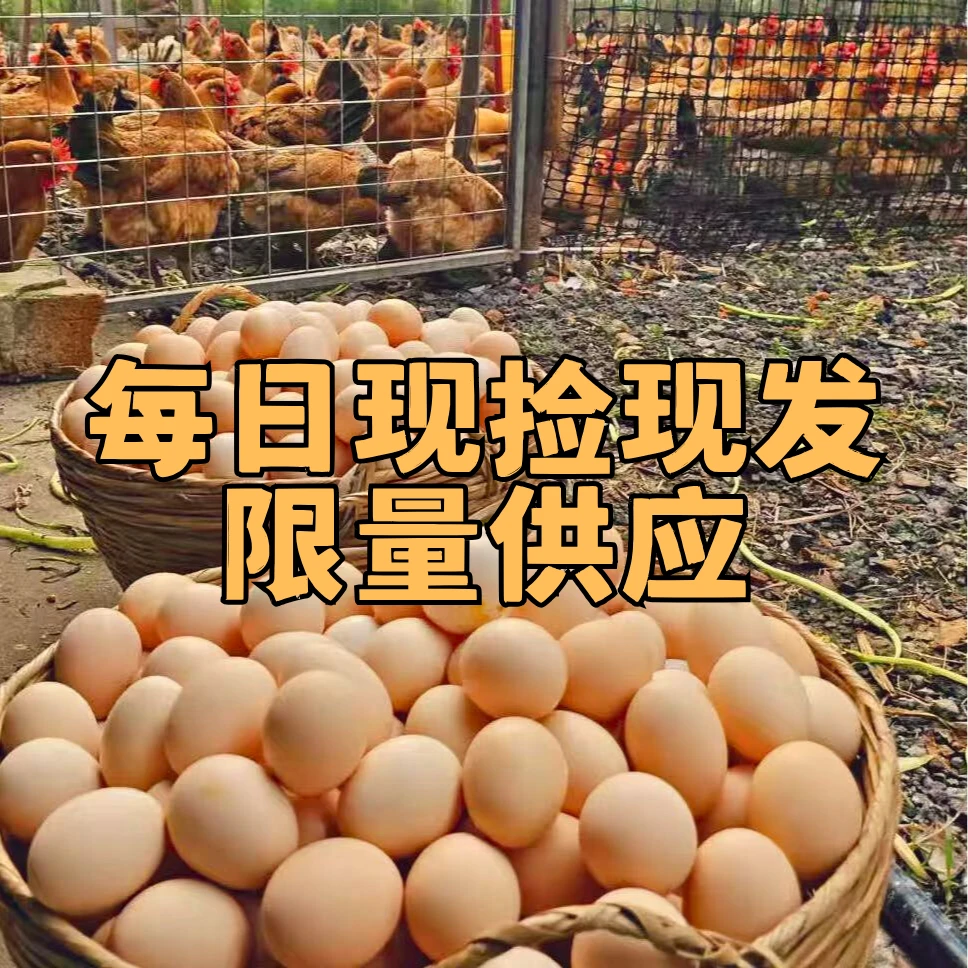 安徽长丰散养新鲜土鸡蛋现捡现发宝宝辅食农家蛋