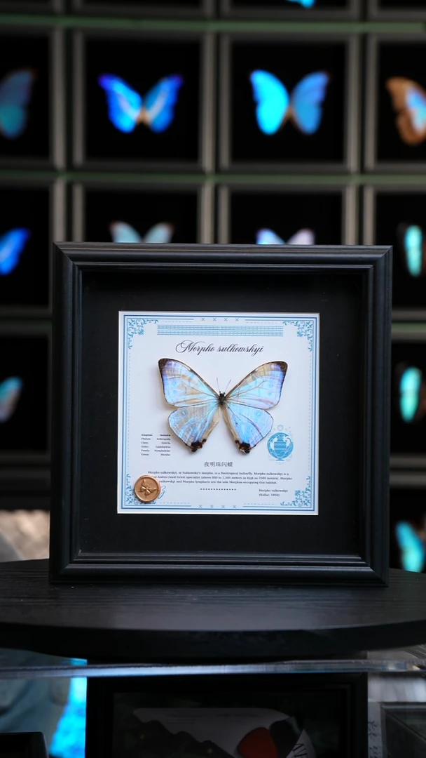 夜明珠闪蝶十二星座系列水瓶座