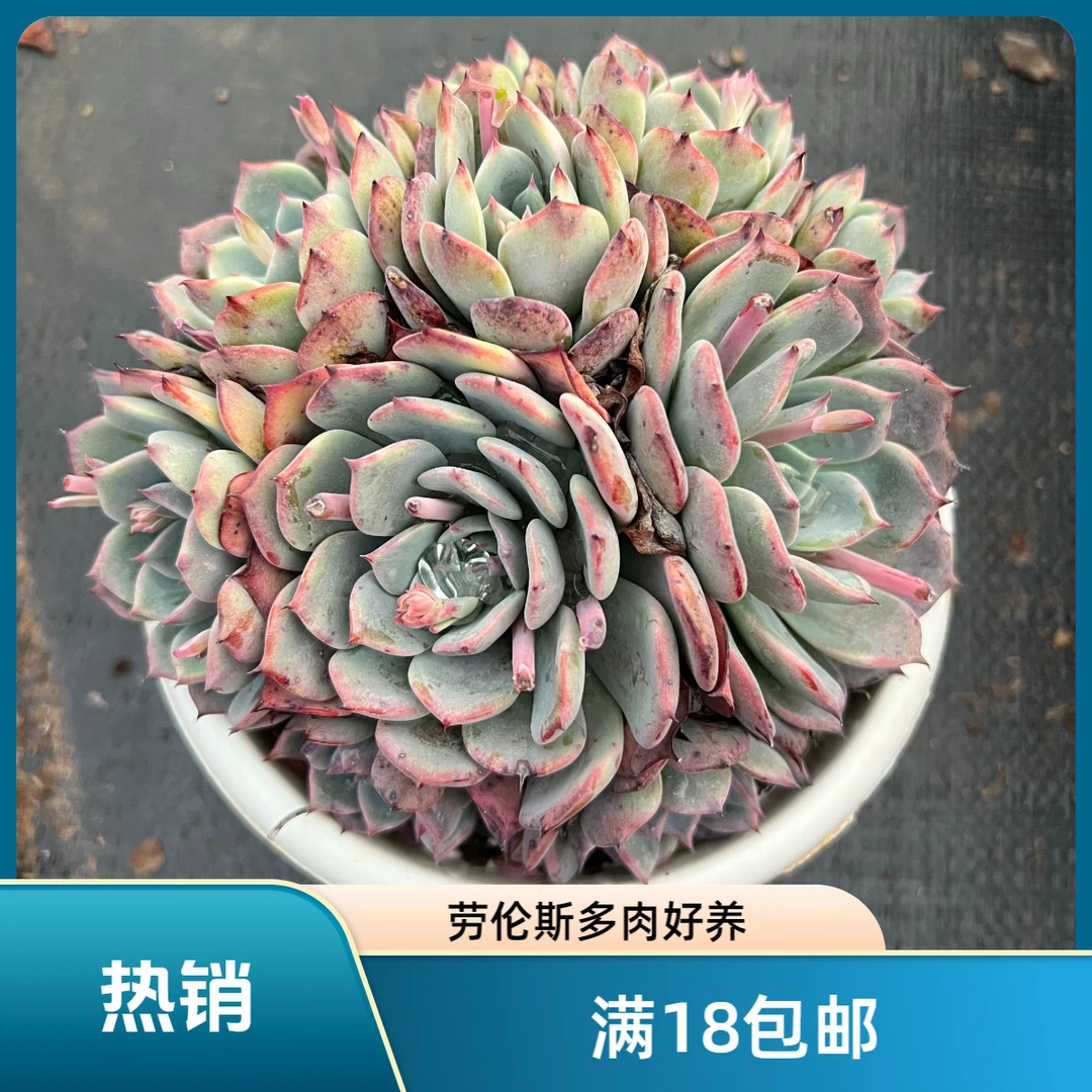 （满18包邮）劳伦斯   以直播间展示为准  新手好养