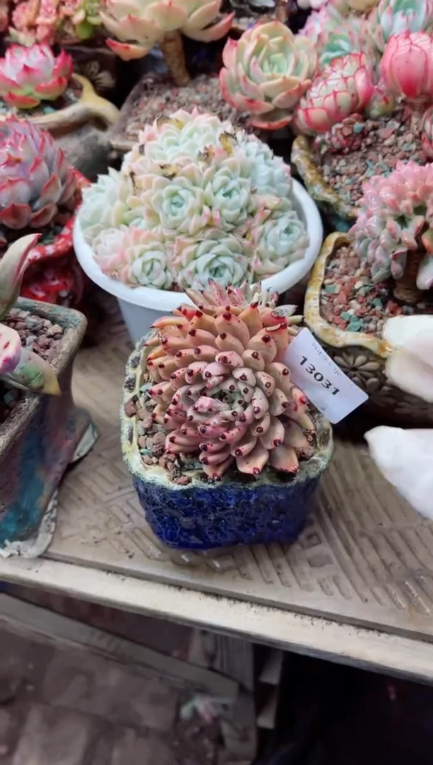 【闪购商品】13031