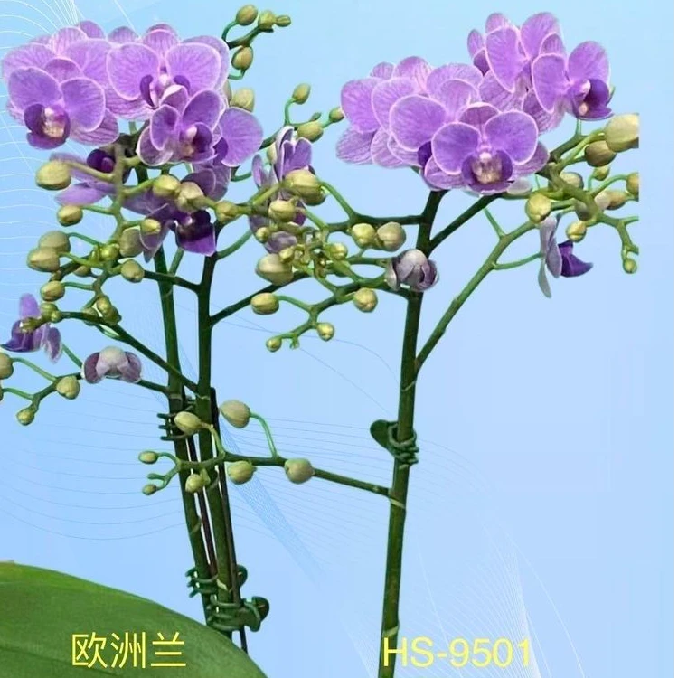 鼎天绿园  欧洲兰（开花株）蝴蝶兰花卉拍一发二