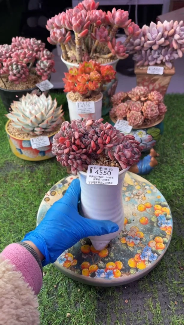 昆明印象多肉4550