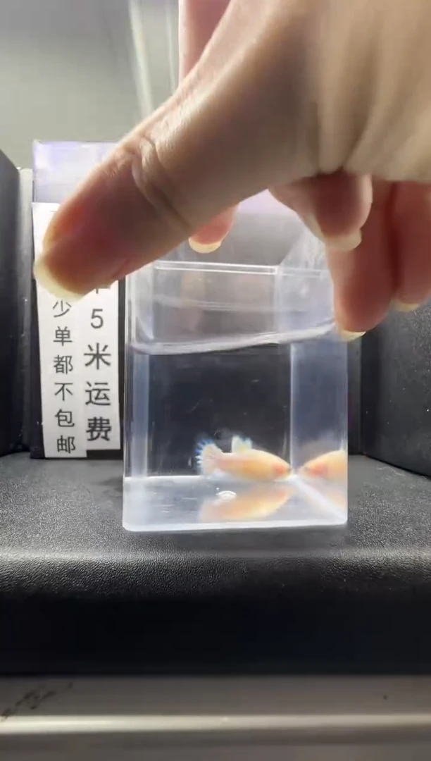 斗鱼母鱼编号：138