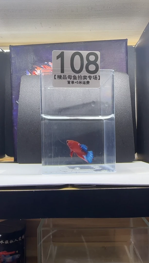 斗鱼母鱼编号：108