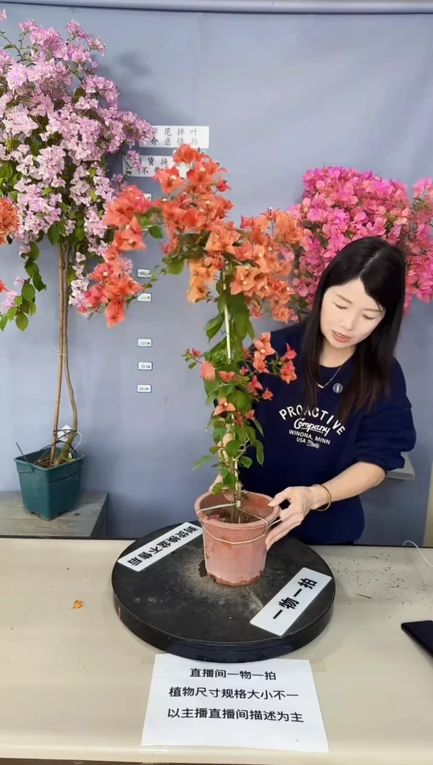 完全开放佩德罗2