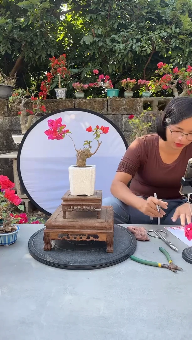 流*兔三角梅同安红