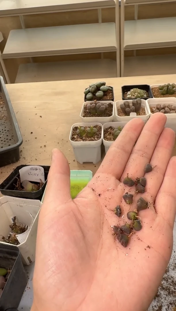 24-175多肉植物肉锥超蝶