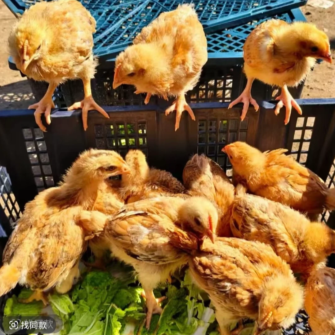 【活体】长尾鸡宠物鸡庭院观赏鸡好看美观陪伴好玩