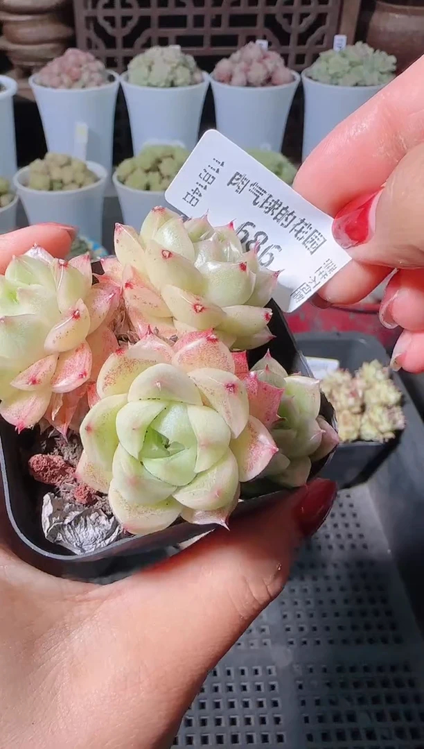 1114-686群生不包整