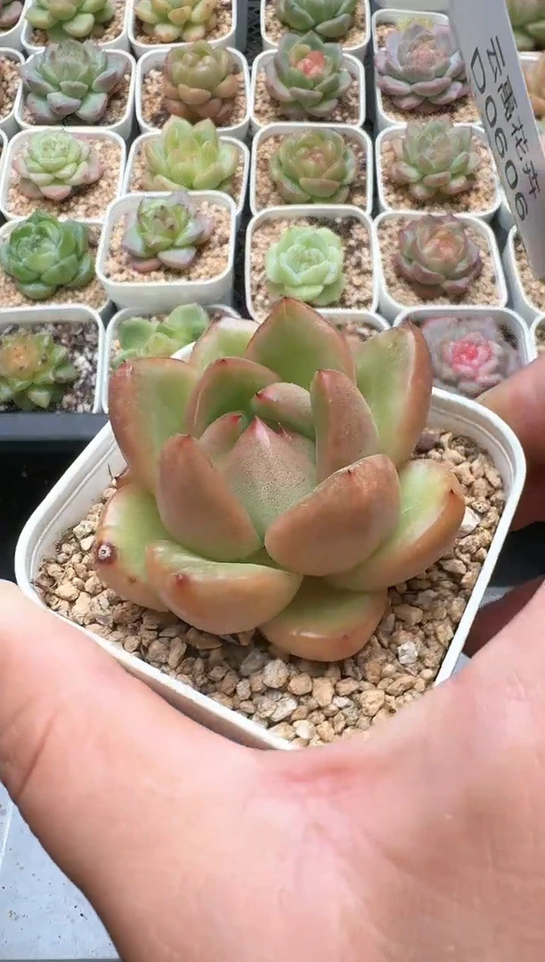 606D云禹多肉植物 带盆土纸巾打包 3颗包邮