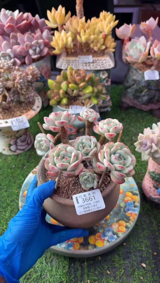 昆明印象多肉3661