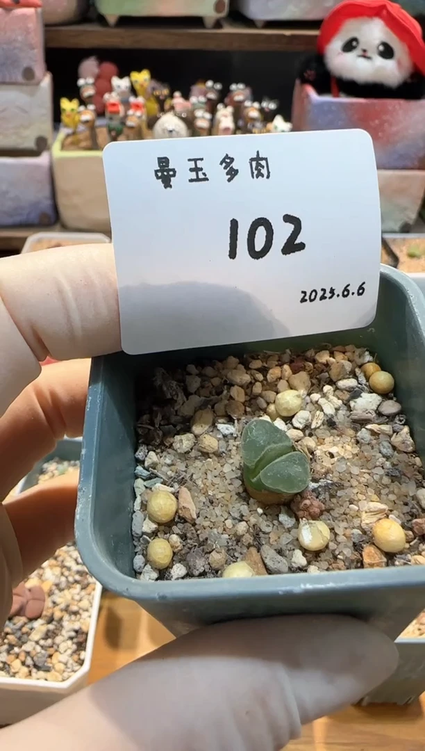 无花朵25.6.6-102是沐沐