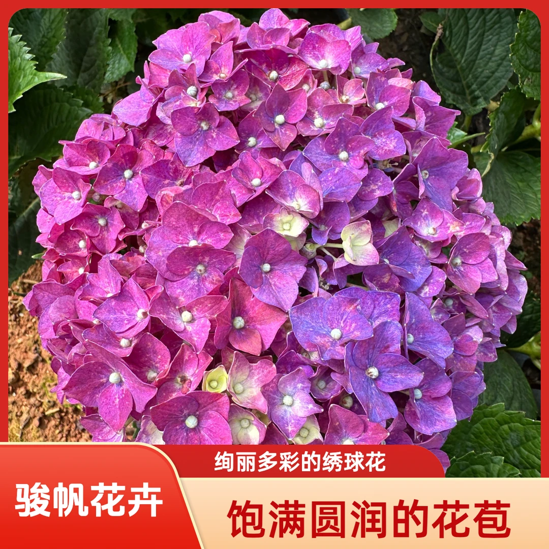 【稀缺品种】现挖现发 买三送一 伦勃朗 新老枝开花 庭院阳台易养活