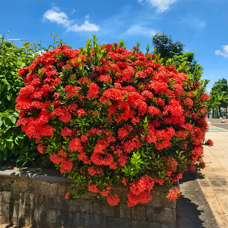 罗曼的花园 龙船花盆栽苗耐热夏季开花花园庭院绿化景观花境配色