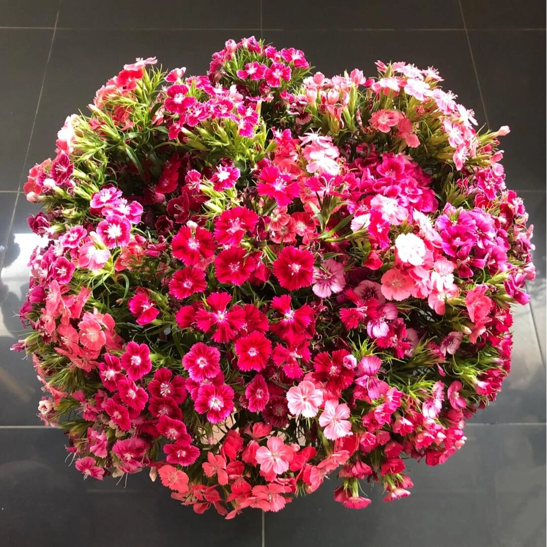 【石竹梅】四季开花爆花机器花期长庭院盆栽地栽鲜花牡丹花