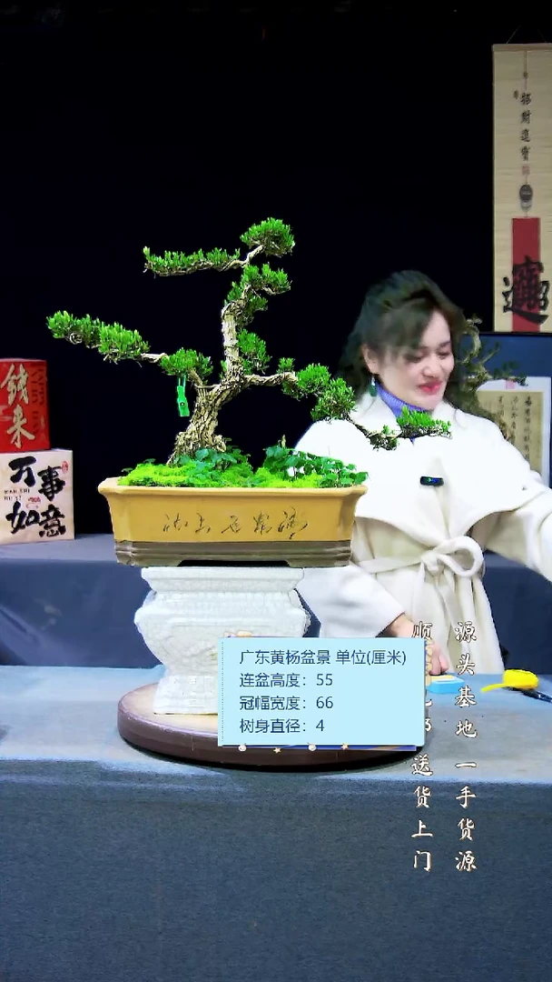 【闪购商品】雀舌黄杨盆景雀舌黄杨盆景