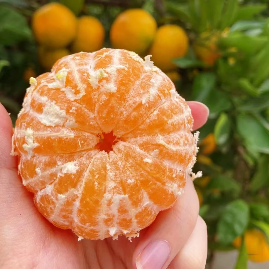 【无籽砂糖橘】特别甜 果子很大 非常好吃 南方北方都能种 盆栽地栽