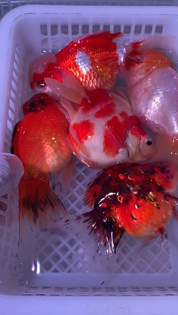 金鱼一物一拍链接/无开箱视频不售后5