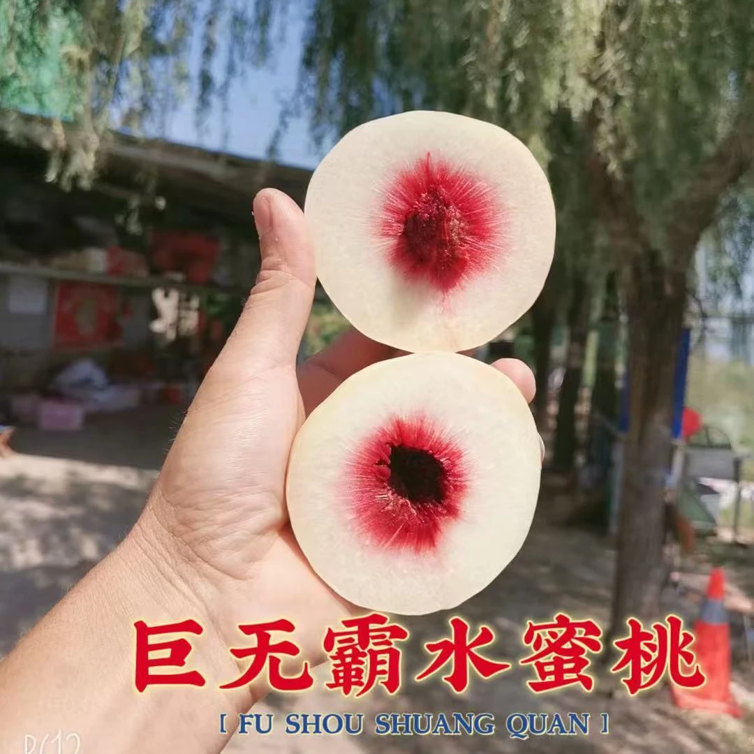 果树巨无霸嫁接枝条