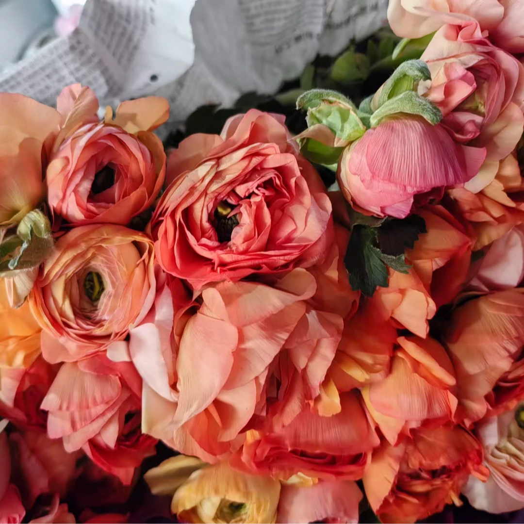 【宏图鲜花】洋牡丹2扎包邮/送保鲜剂