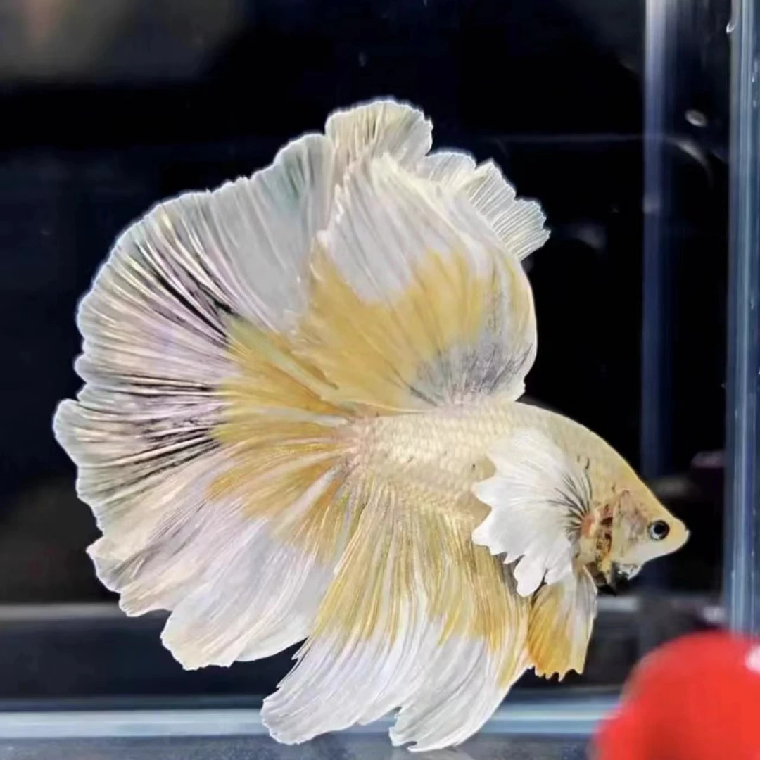 泰国betta斗鱼观赏鱼半月血斑耐活好养热带鱼红金狮王