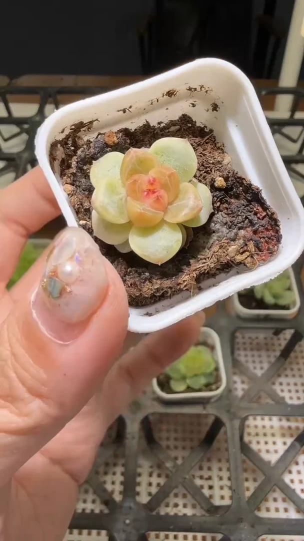 1569  美人多肉植物