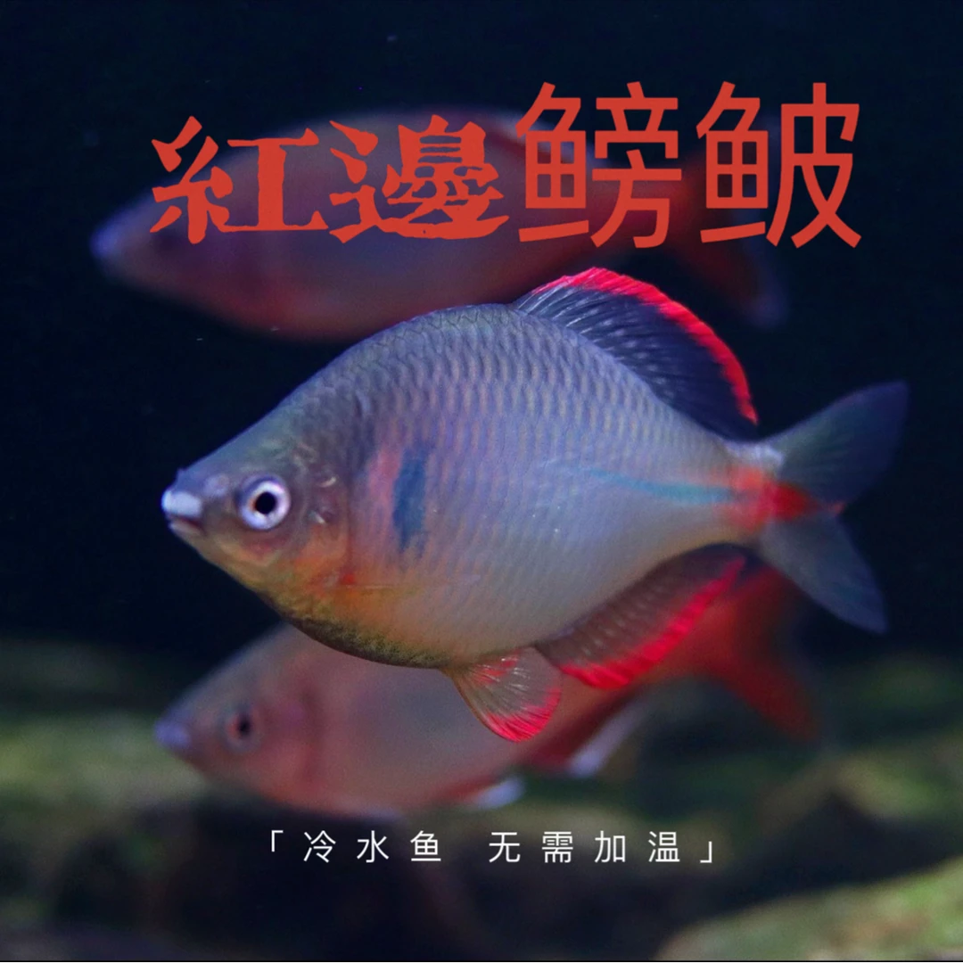 直播间专用链接 挑鱼专拍链接 鳑鲏冷水鱼钻石彩虹鲫小精品观赏鱼