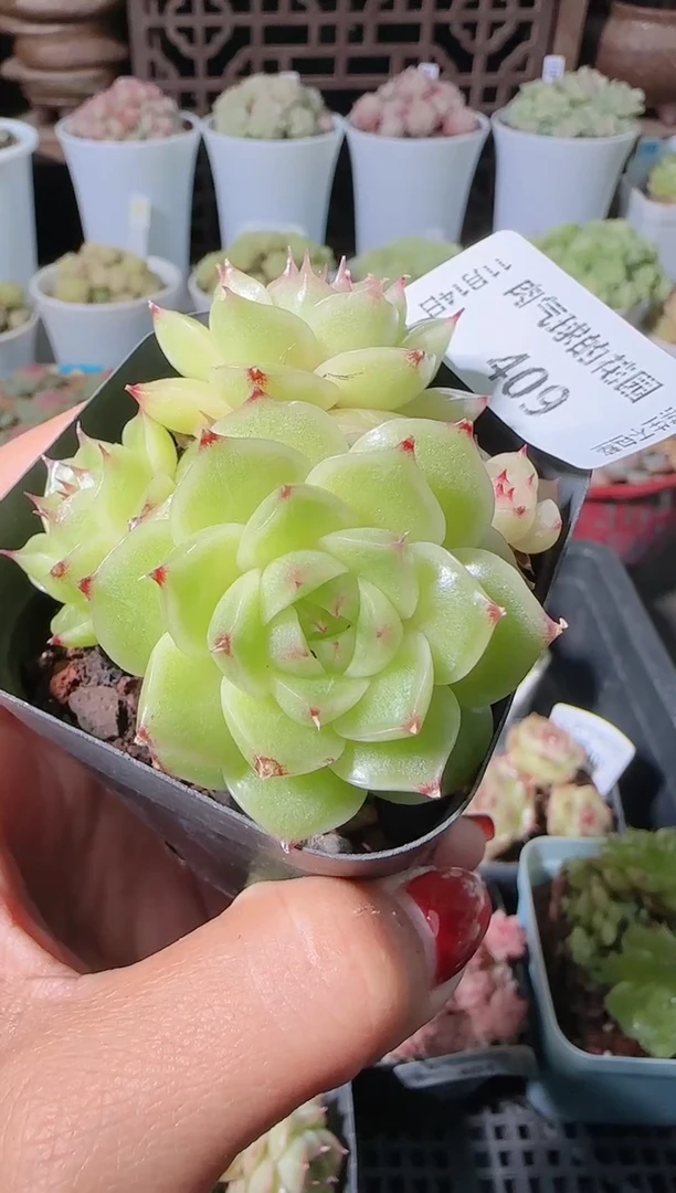 1114-409群生不包整