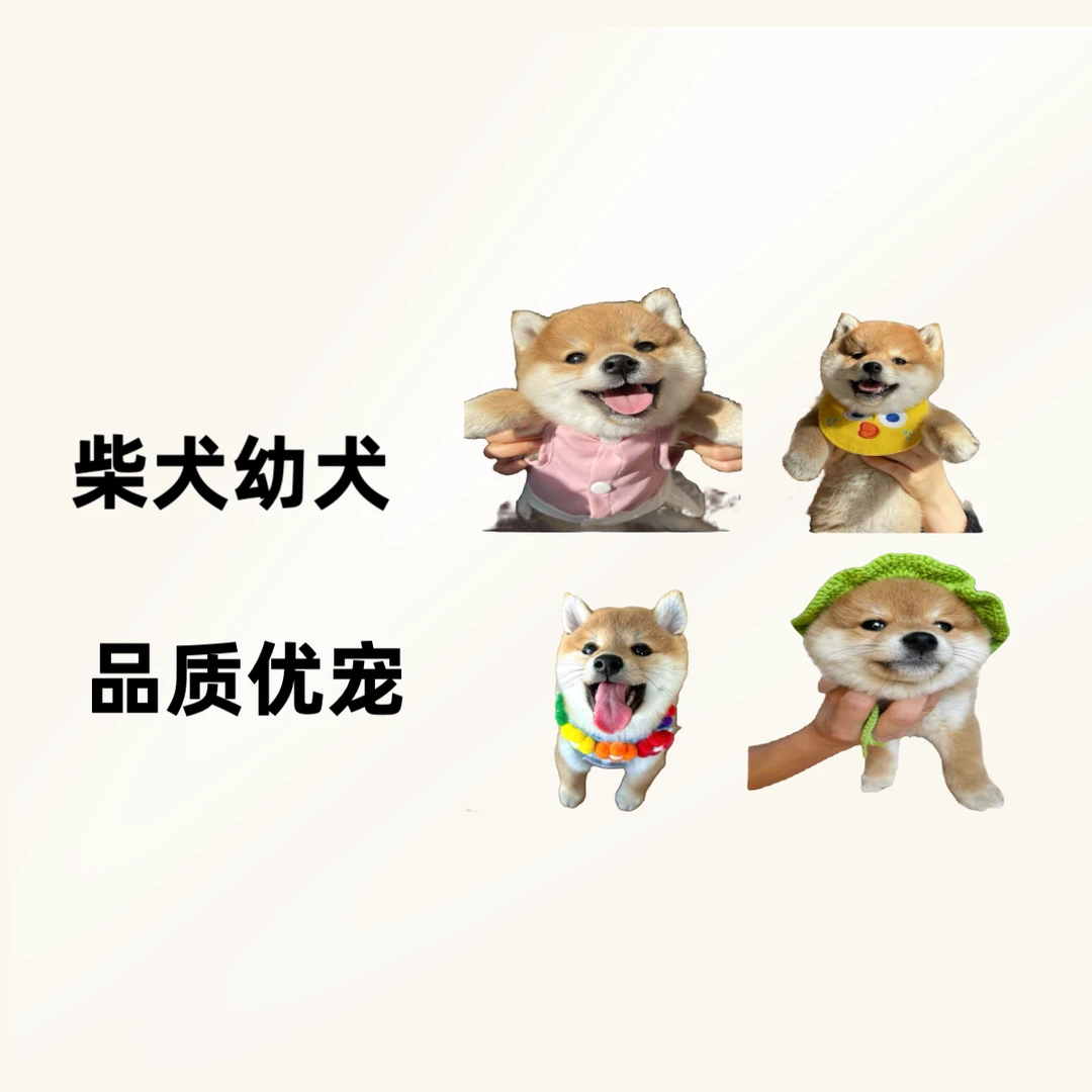 柴犬黑柴赤柴豆柴幼犬活体链接