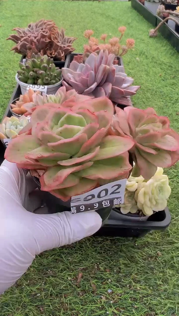 【闪购商品】信福多肉一物一拍