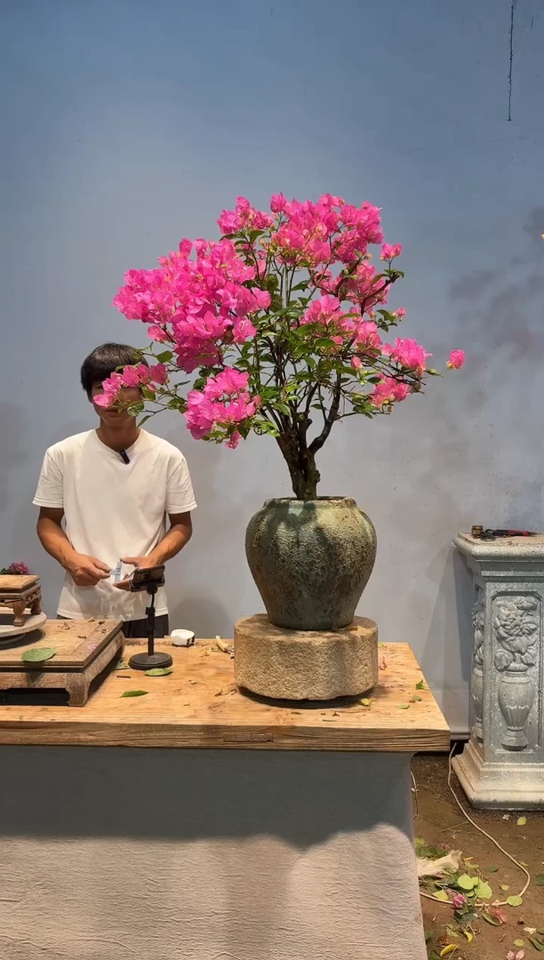 全部花朵理****朵三角梅61
