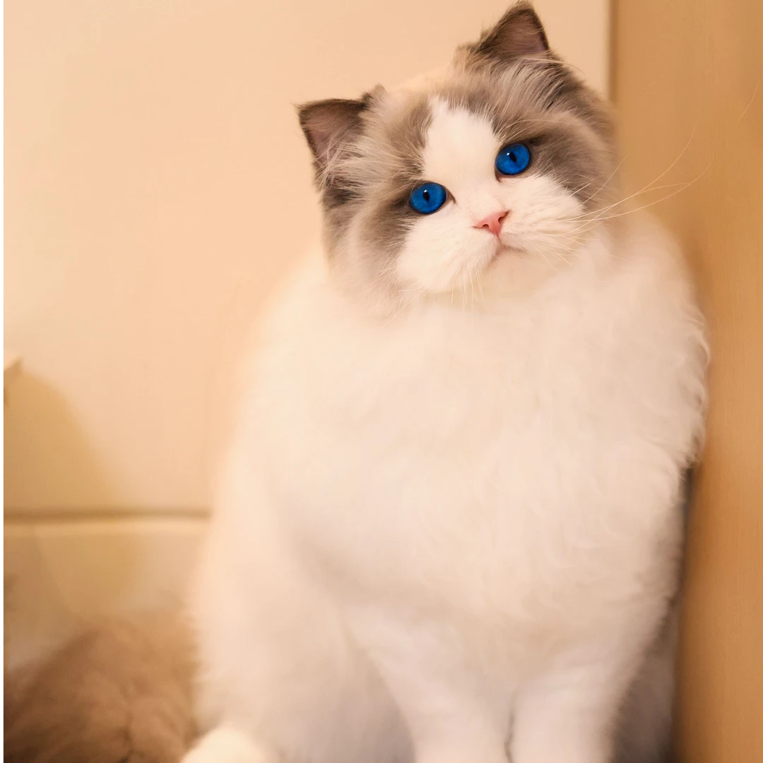 【玲玲猫舍】活体猫咪