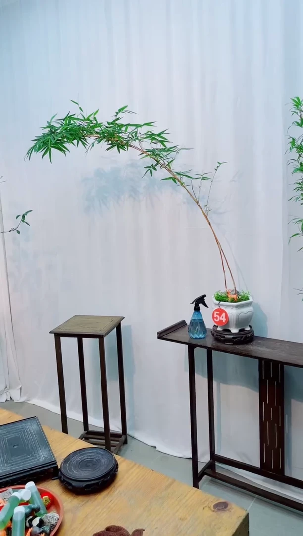 【闪购商品】竹子盆景竹子盆景