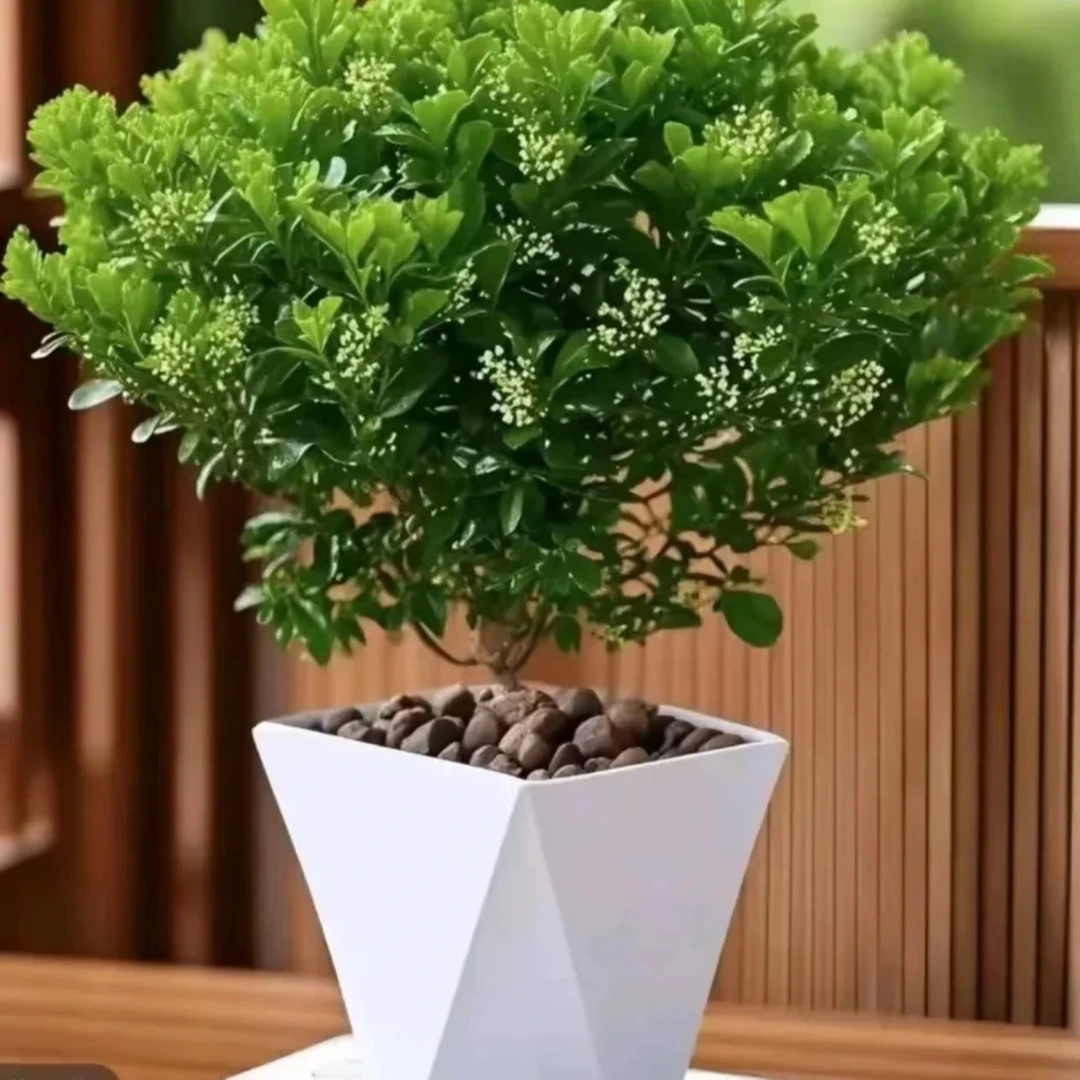 香水米兰盆栽开花飘香好养懒人绿植盆栽适室内外阳台植物飘窗