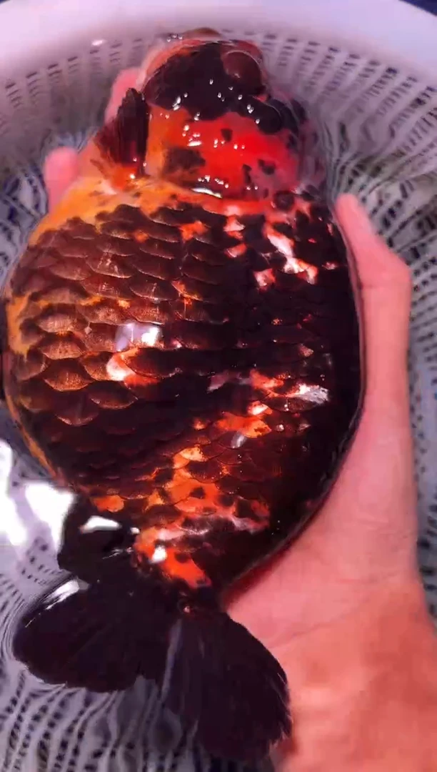 金鱼（运费自理，马印灯照射）福州追鱼兰寿金鱼