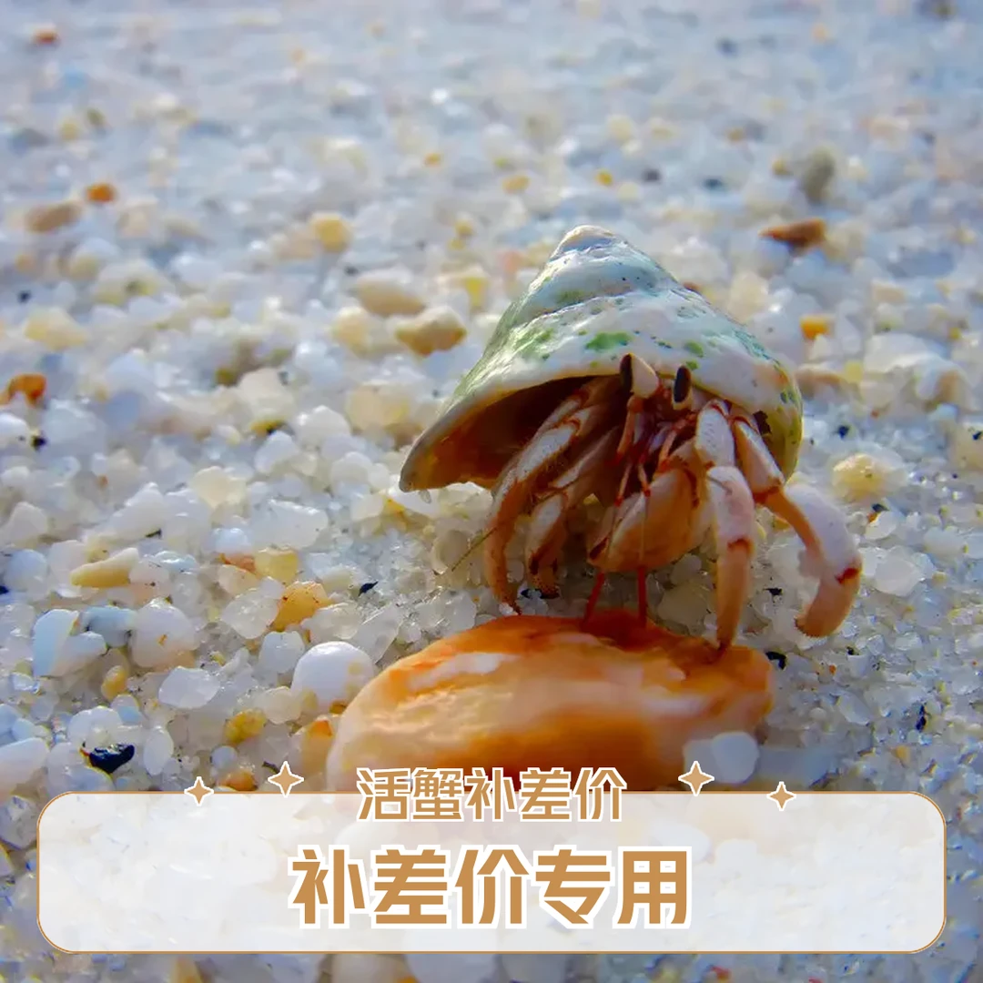 补差价专用 蟹天蟹地寄居蟹