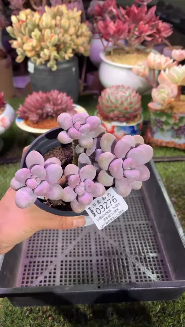 【闪购商品】03276