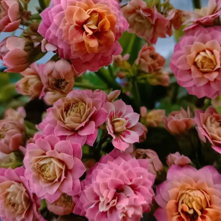 120缅因猫长寿花