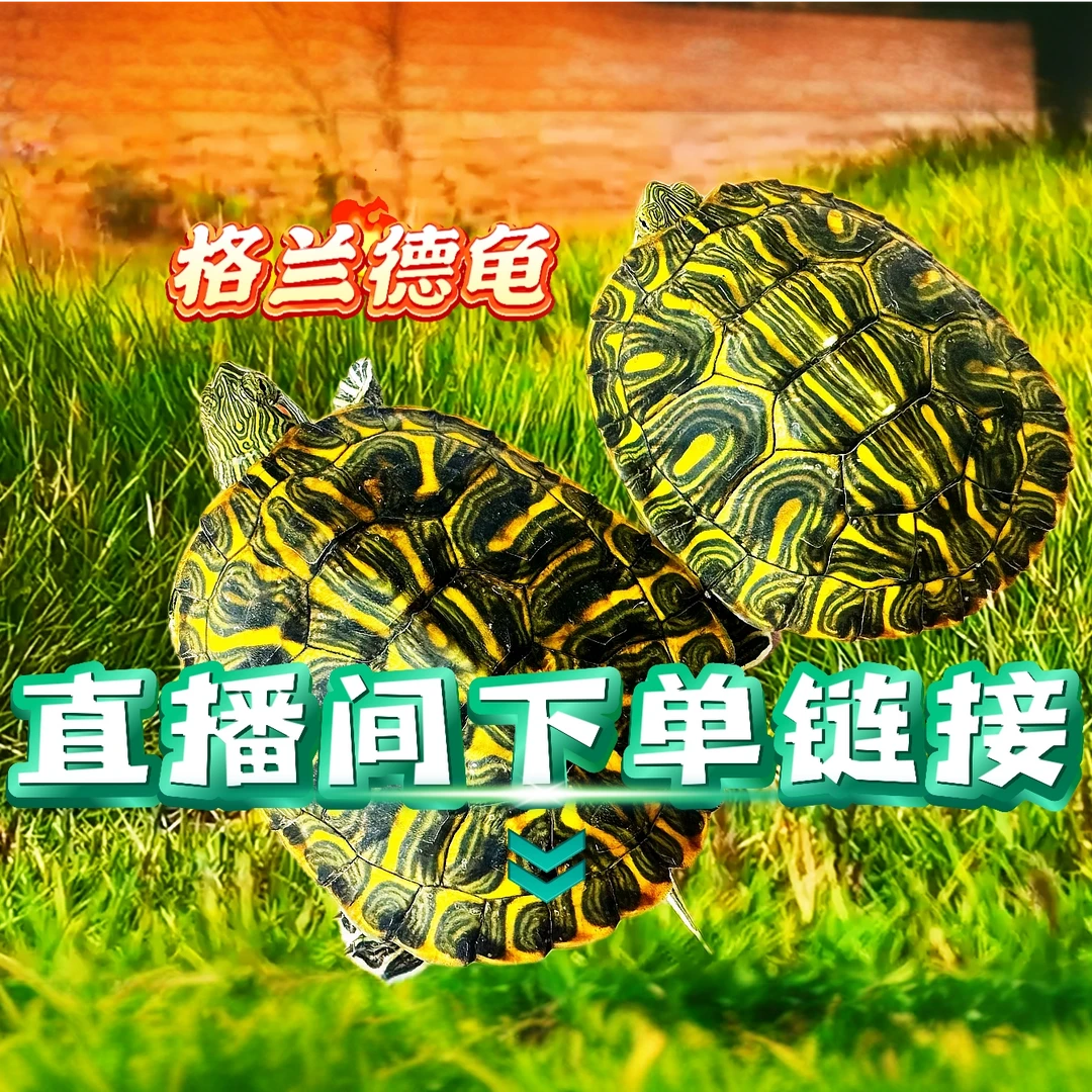 宠物乌龟直播间付款选编号