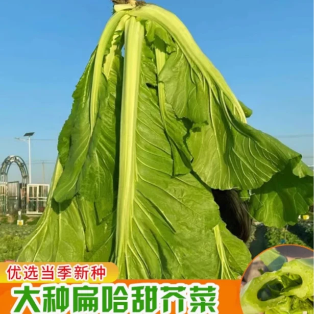 大叶甜芥菜种子 广东大种肉扁哈芥菜种子介菜种孑四季耐热蔬菜种