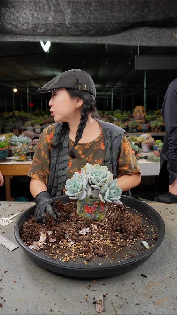 桔**?4009号奶茶肉