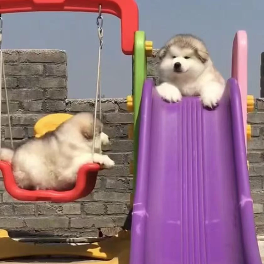 赢赢家的萌宠金毛阿拉斯加高级宠物伴侣犬大型犬宠物