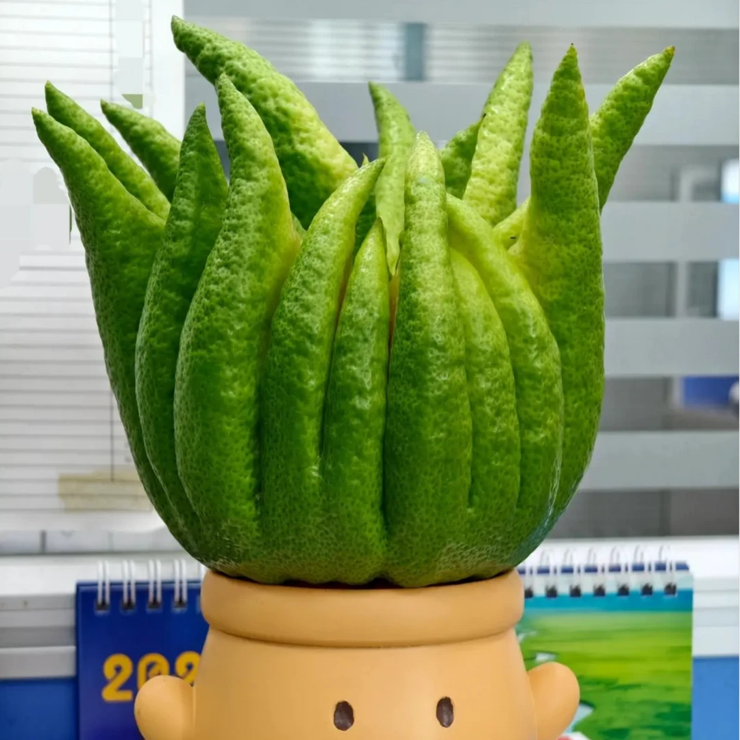 云南绿植佛手柑果精选供闻香食用绿超大果新鲜佛手高品质果观赏清