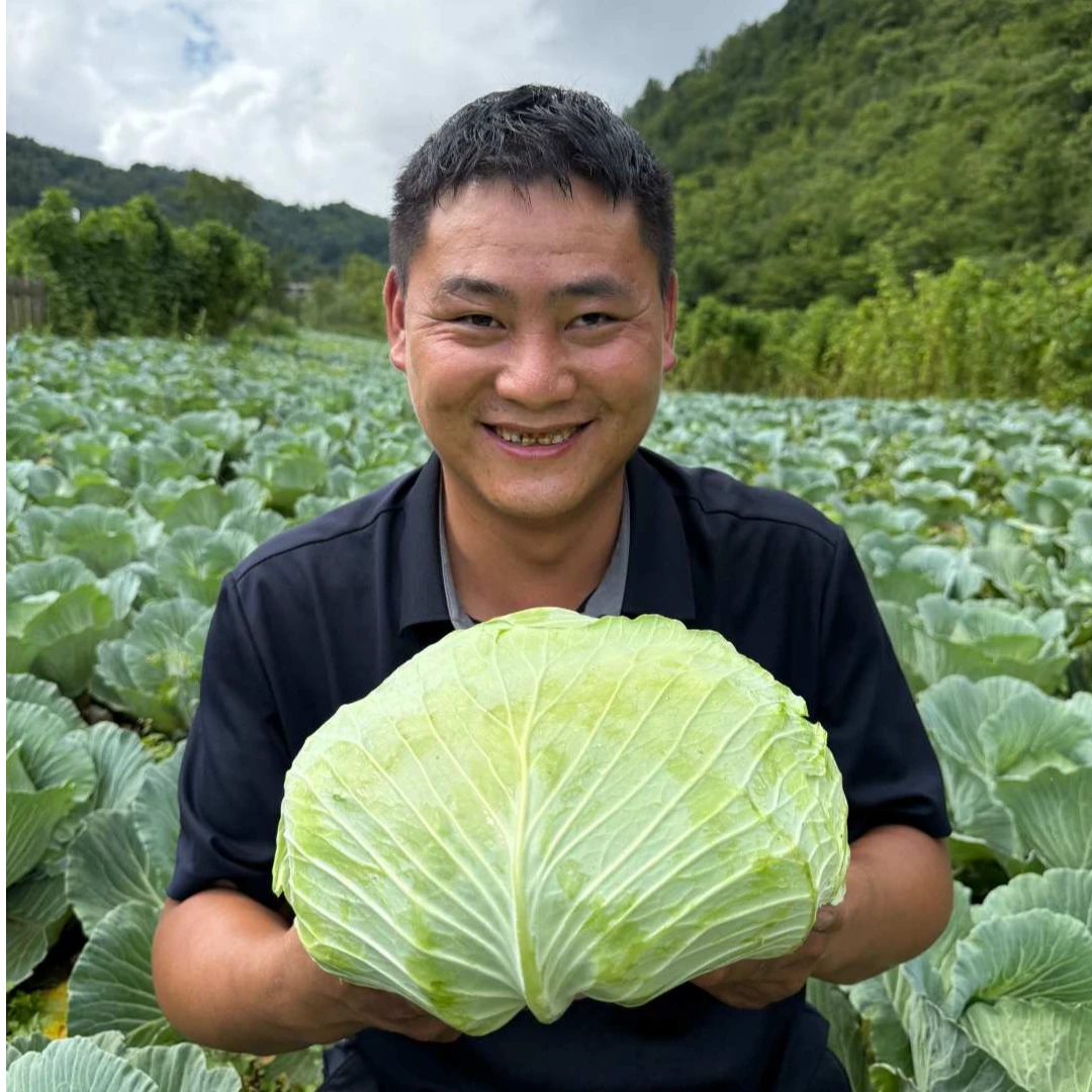 八台山包包菜高山蔬菜