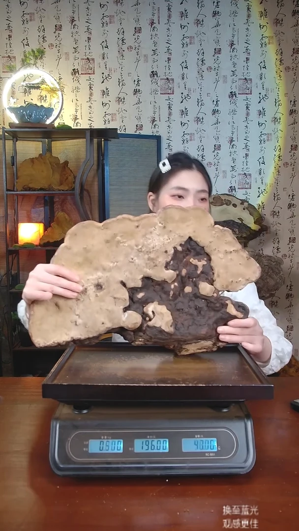 红缘拟层孔菌中国大陆【藏区 野生】红缘树舌（3.8斤）40-50年份
