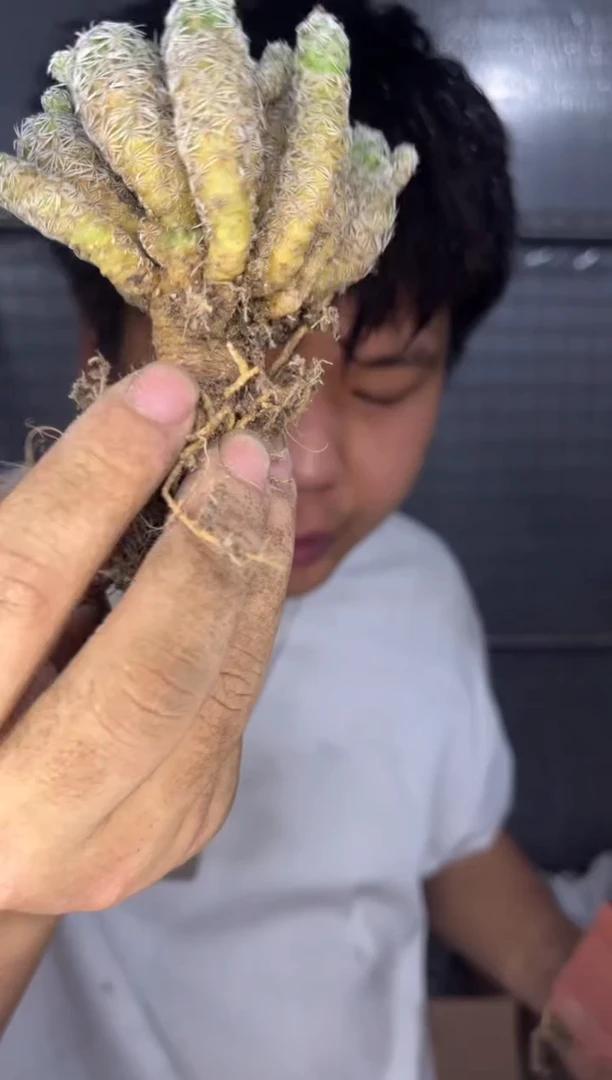 3颗 白鸟【带盆土】