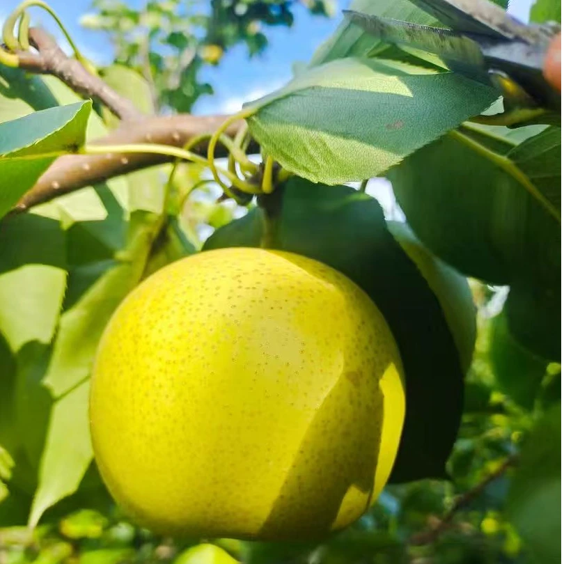 正宗砀山青梨皇冠梨脆甜多汁皮薄爆汁新鲜水果