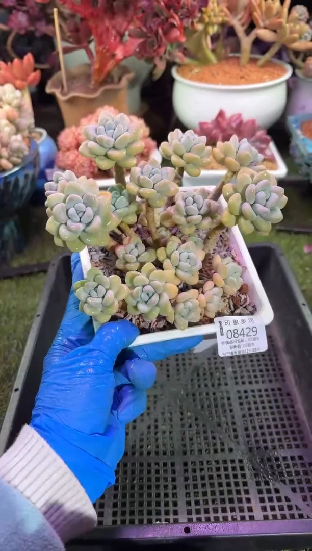 【闪购商品】08429