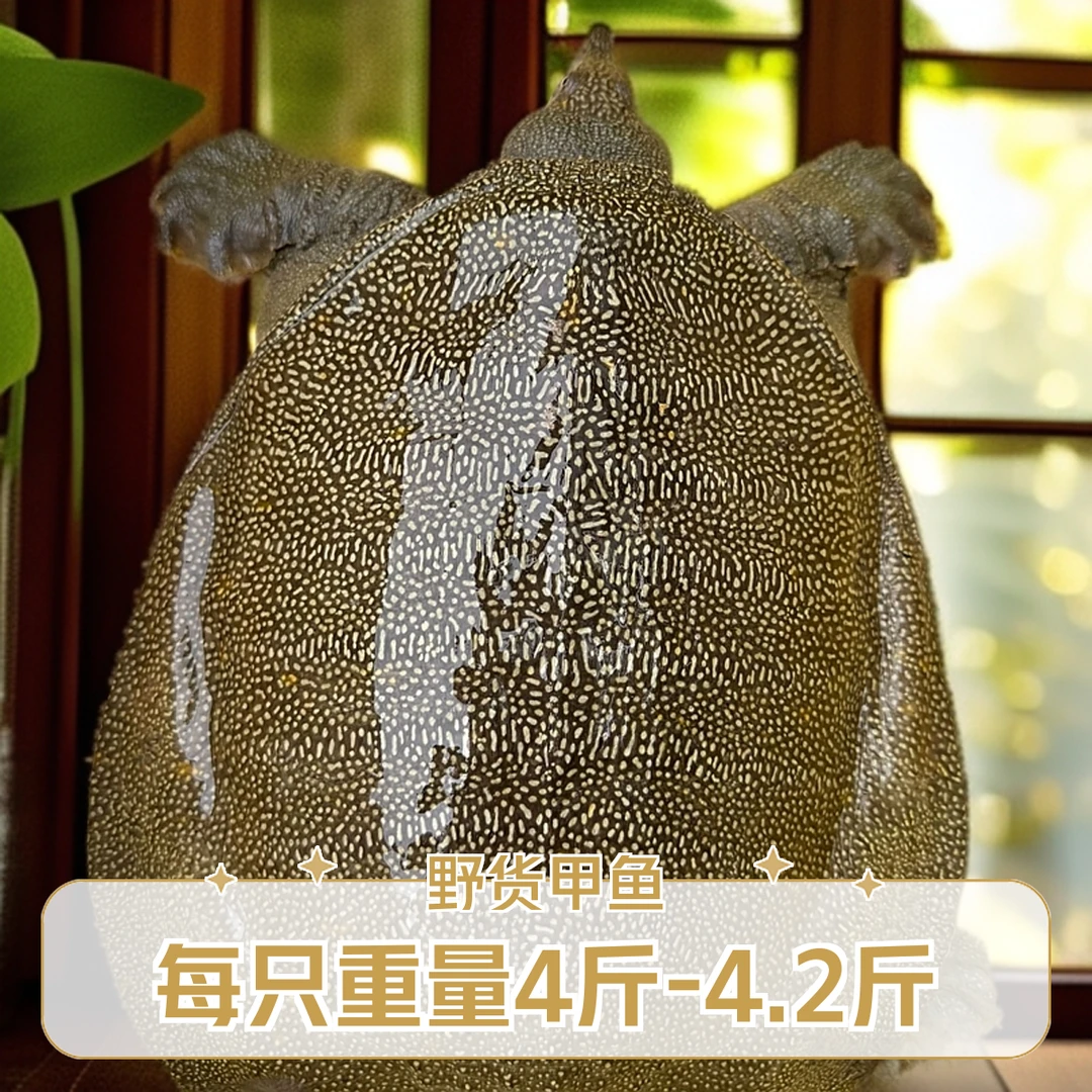 广宁山塘水库靓货水鱼甲鱼