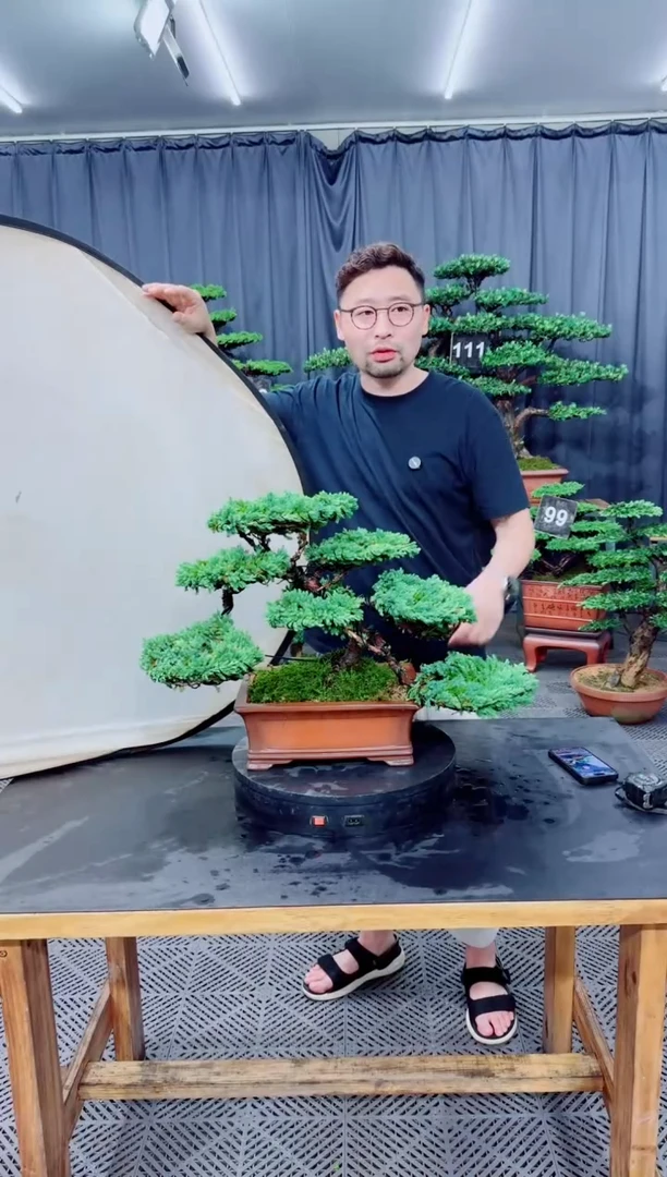 无花朵珍珠柏盆景....